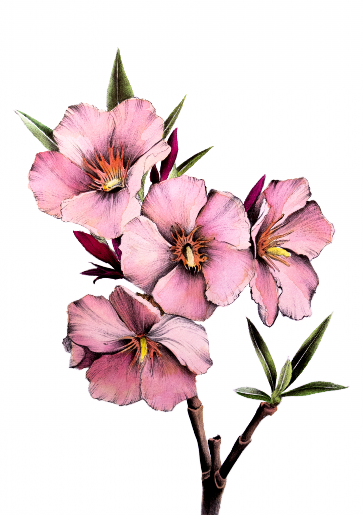 Nerium Oleander Manza April water painting Pulchra Ferocia