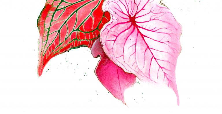 manza april caladium illustration artist botanical