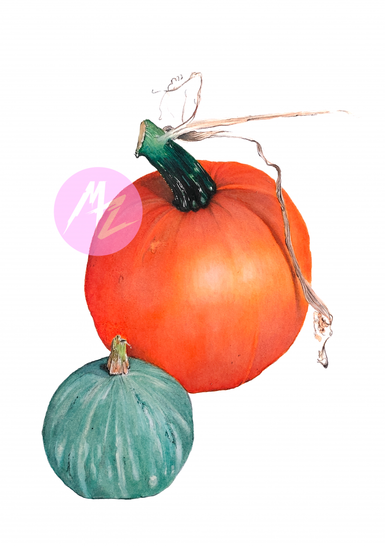 manza april jackolantern squash illustration artist botanical