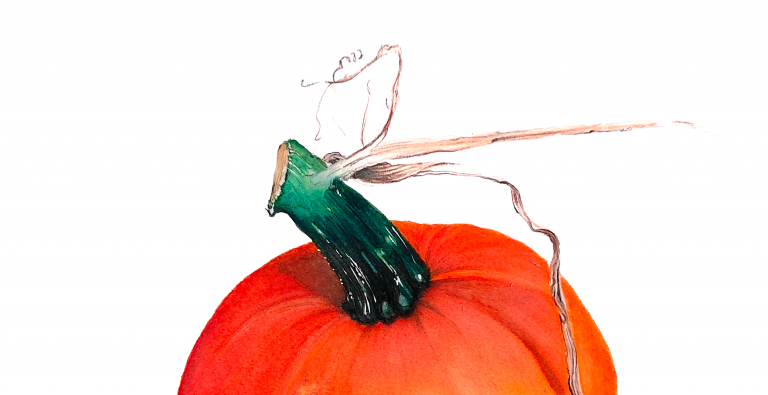 manza april jackolantern squash illustration artist botanical