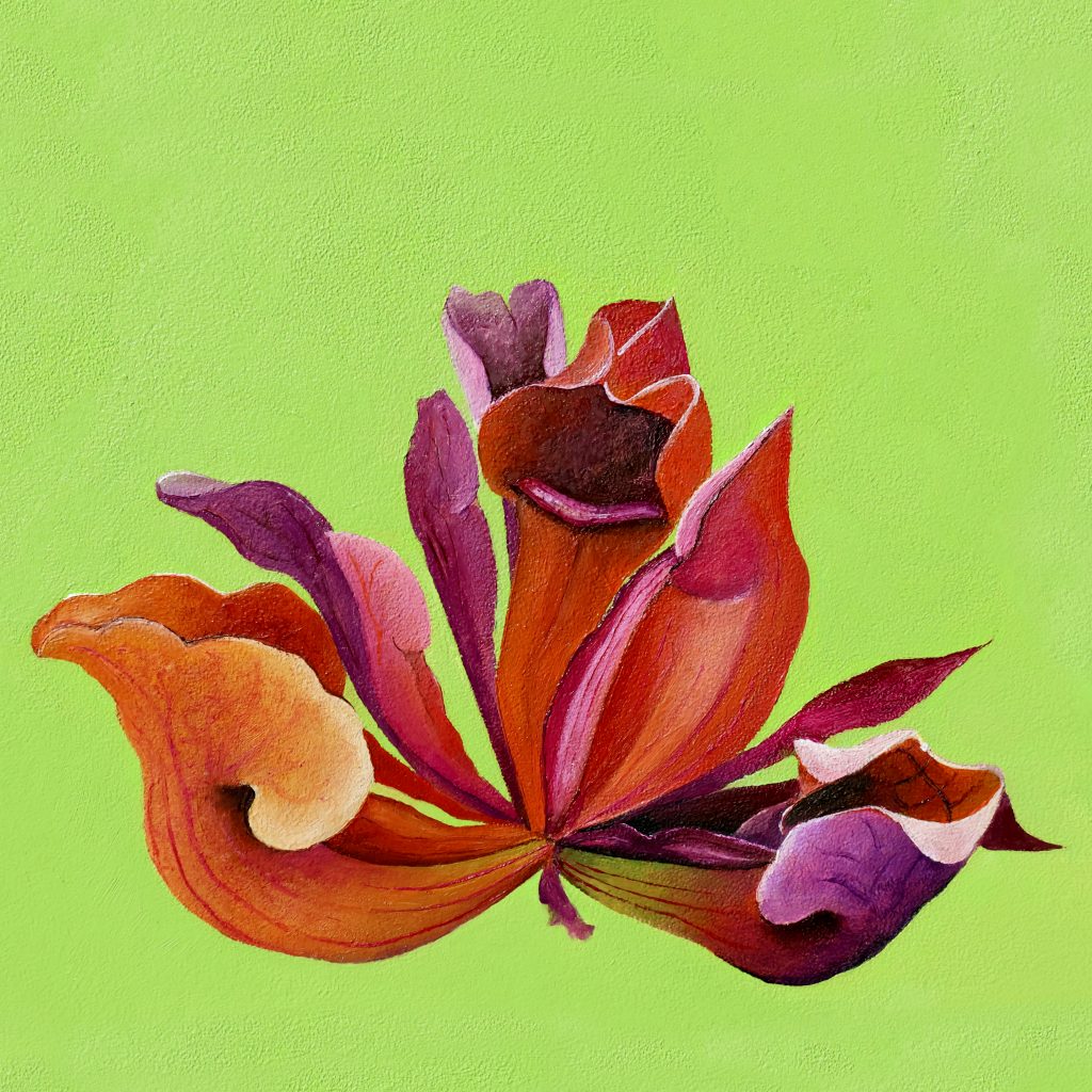 Sarracenia purpurea Manza April oil painting Pulchra Ferocia