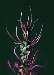 Tephrocactus articulatus var papyrachantus Manza April oil painting Pulchra Ferocia