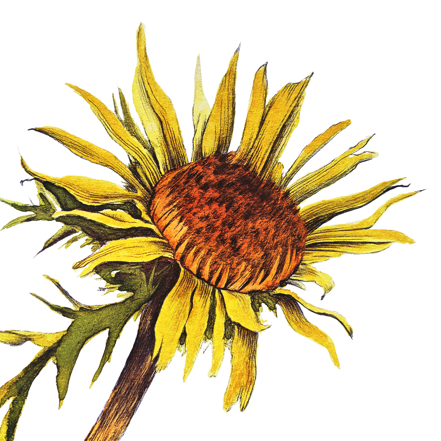 carlina acanthifolia Manza April water painting Pulchra Ferocia