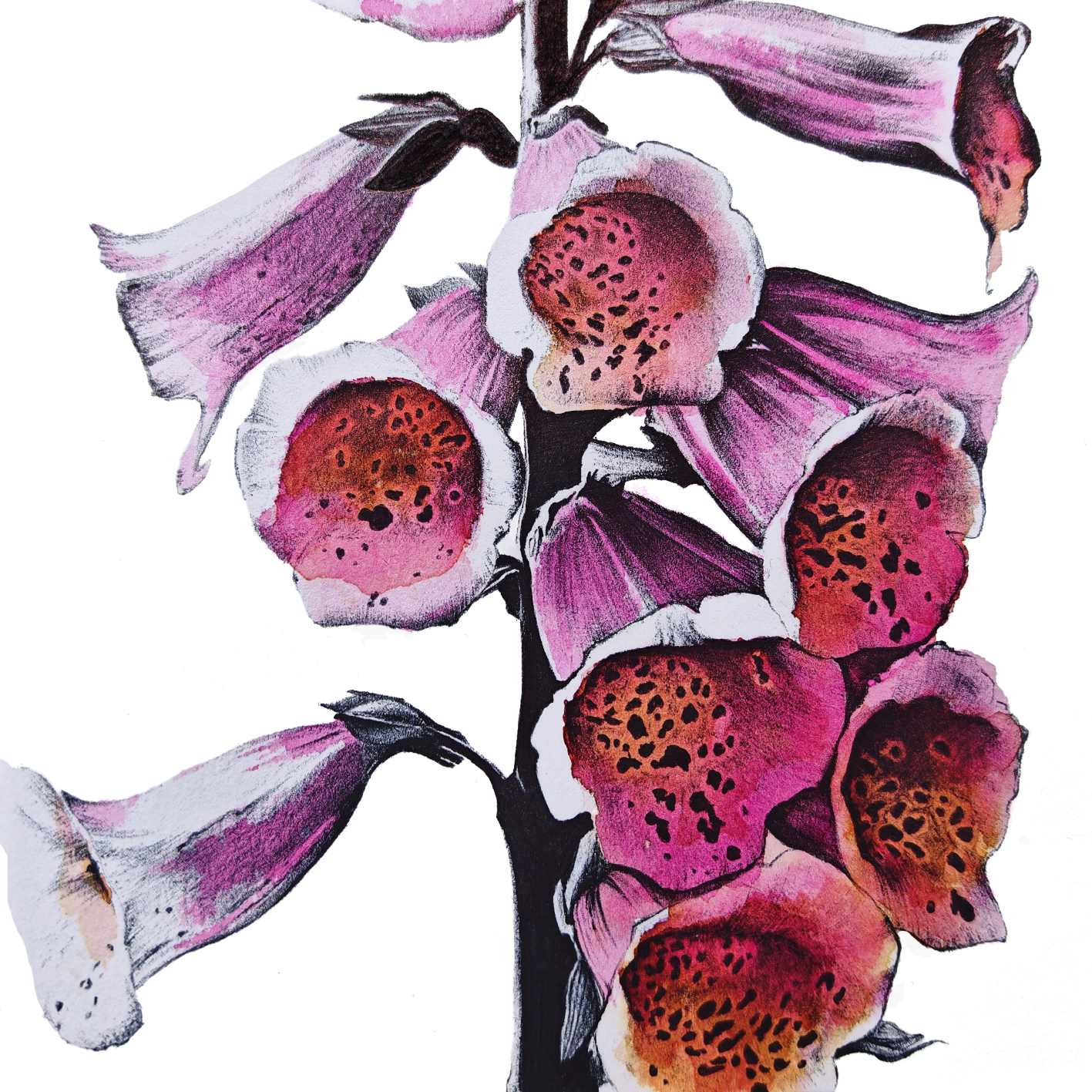 Digitalis Manza April water painting Pulchra Ferocia
