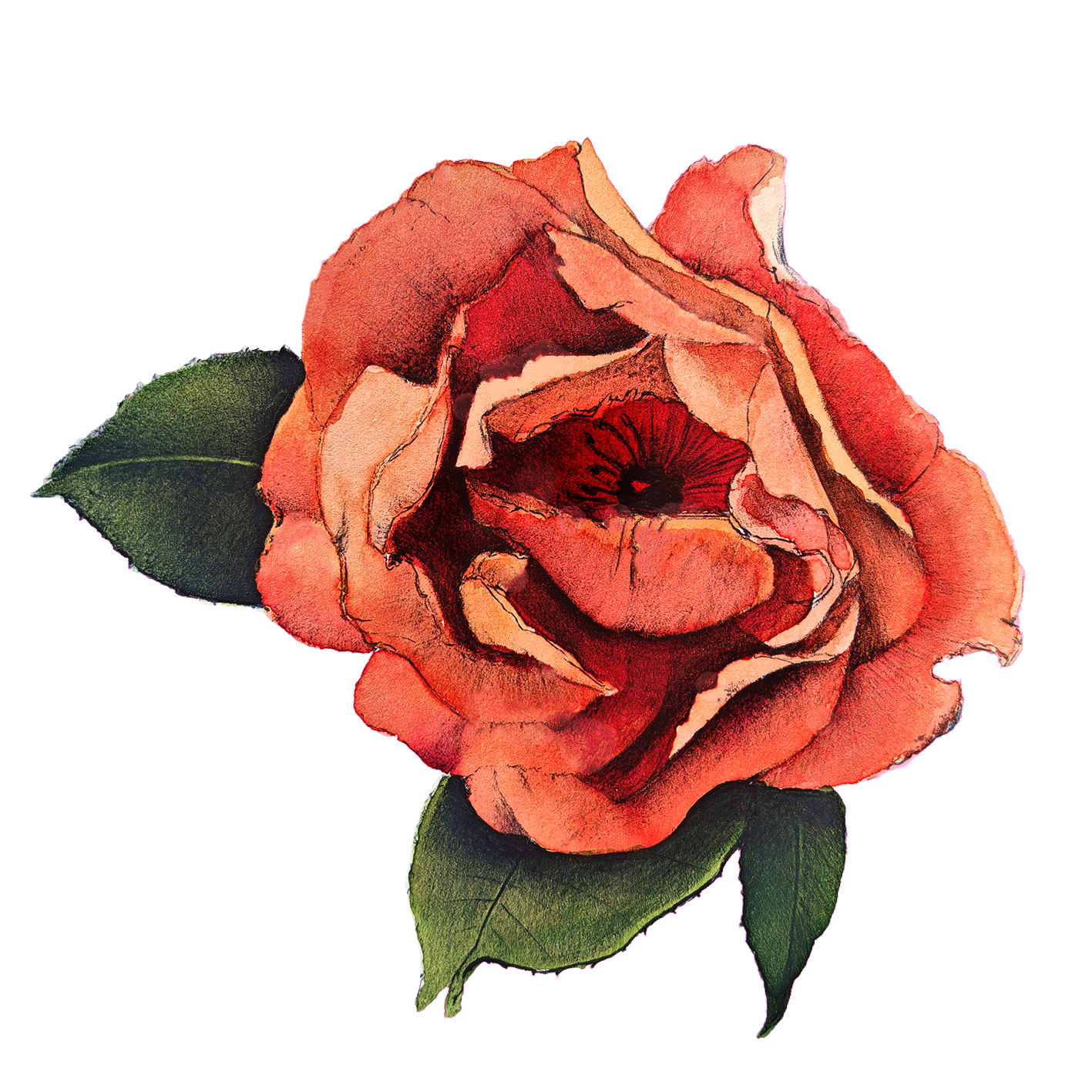 rosa westerland Manza April water painting Pulchra Ferocia