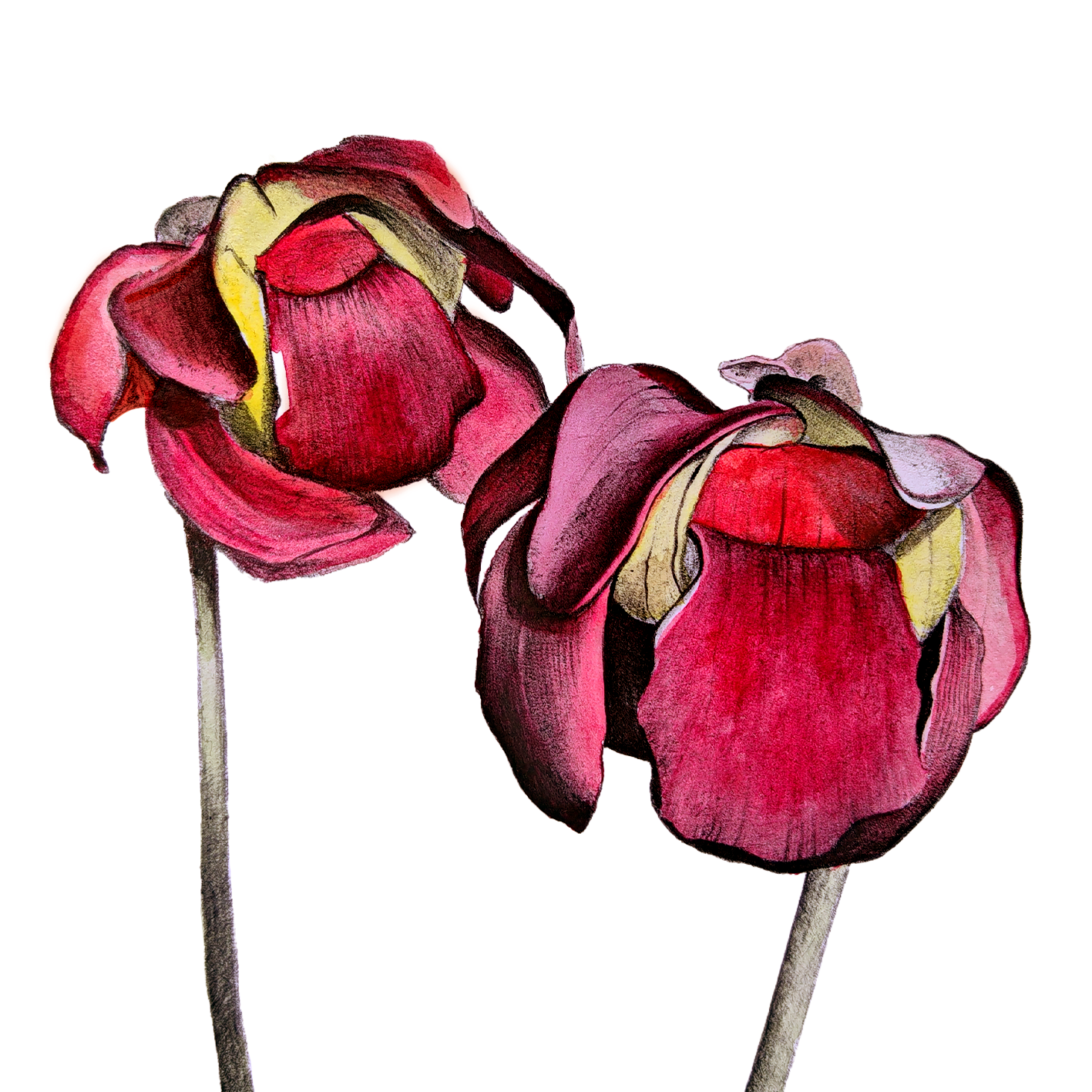 Sarracenia x smoorii Manza April water painting Pulchra Ferocia